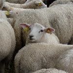 Sheep Gathering 2009