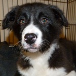 Texel, Border Collie
