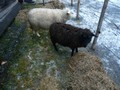 HÃ¥kon\'s sheep at the Christmas market