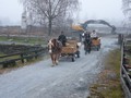Horses at the Christmas market of Stiklestad