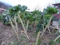 Unidentified plant
