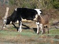 Cow and donkey in Montseny Natural Park