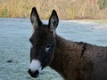 Donkey in Montseny Natural Park