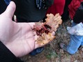 A prison cage from a tree that trapped a fly