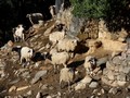 Sheep in the Viladrau\' mountains