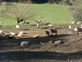 Sheep in the Viladrau\' mountains