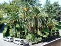 Palm trees at Vatican