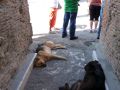 Stray dogs at Pompeii... sleeping in the shadow.