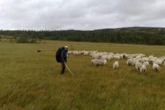 Sheep Gathering August 2009