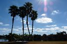 Disney Coronado Springs Palm Trees