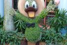 Donald Duck @ Coronado Springs