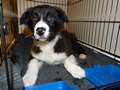 Texel 3 months