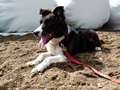 Texel 5,5 months